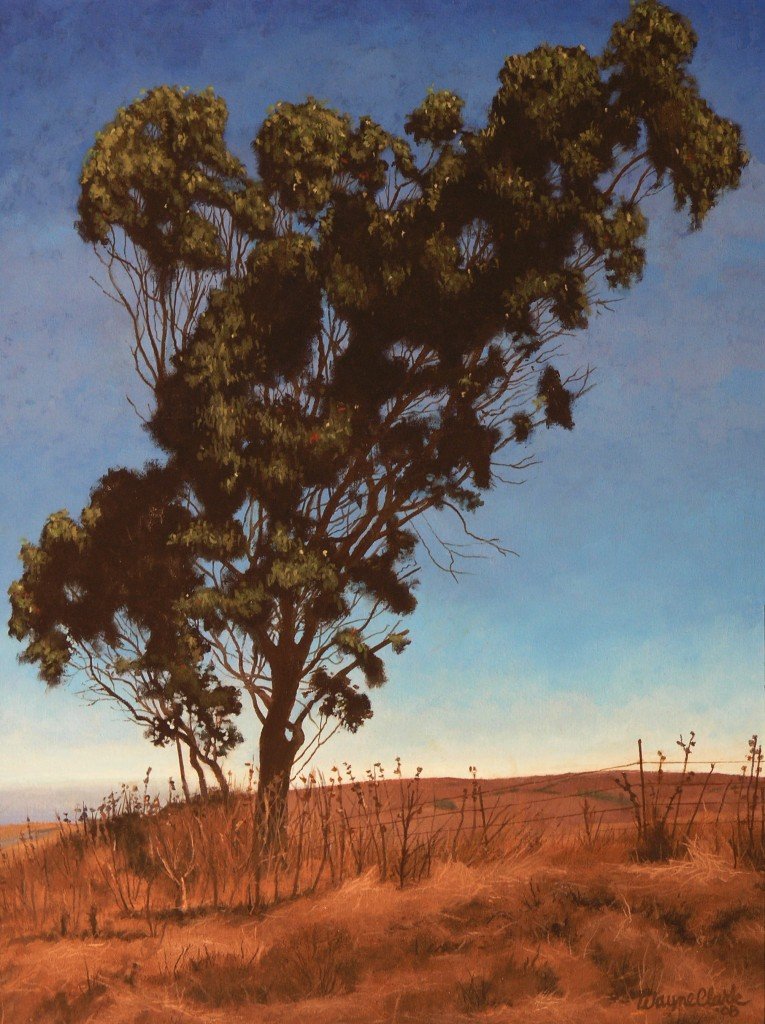 Lone Tree Above Marshall on Tomales Bay
