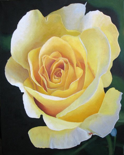 Yellow Rose