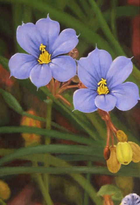 Blue-Eyed Grass