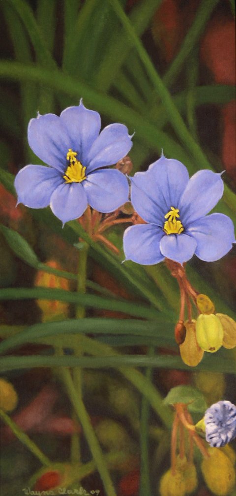 Blue-Eyed Grass